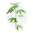 Cultivation